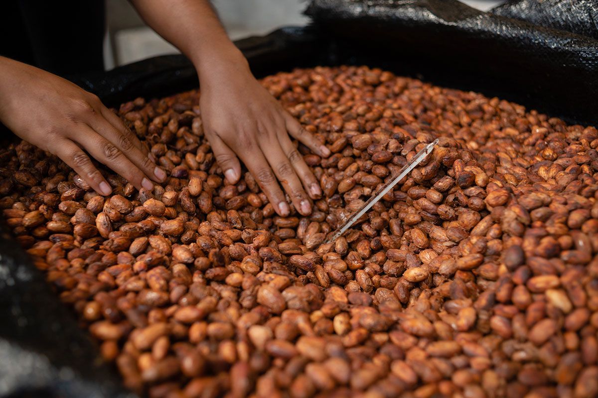 Close-up of a bowl of coffee beans