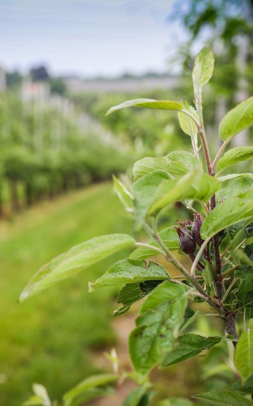 Close up of a plant on a farm