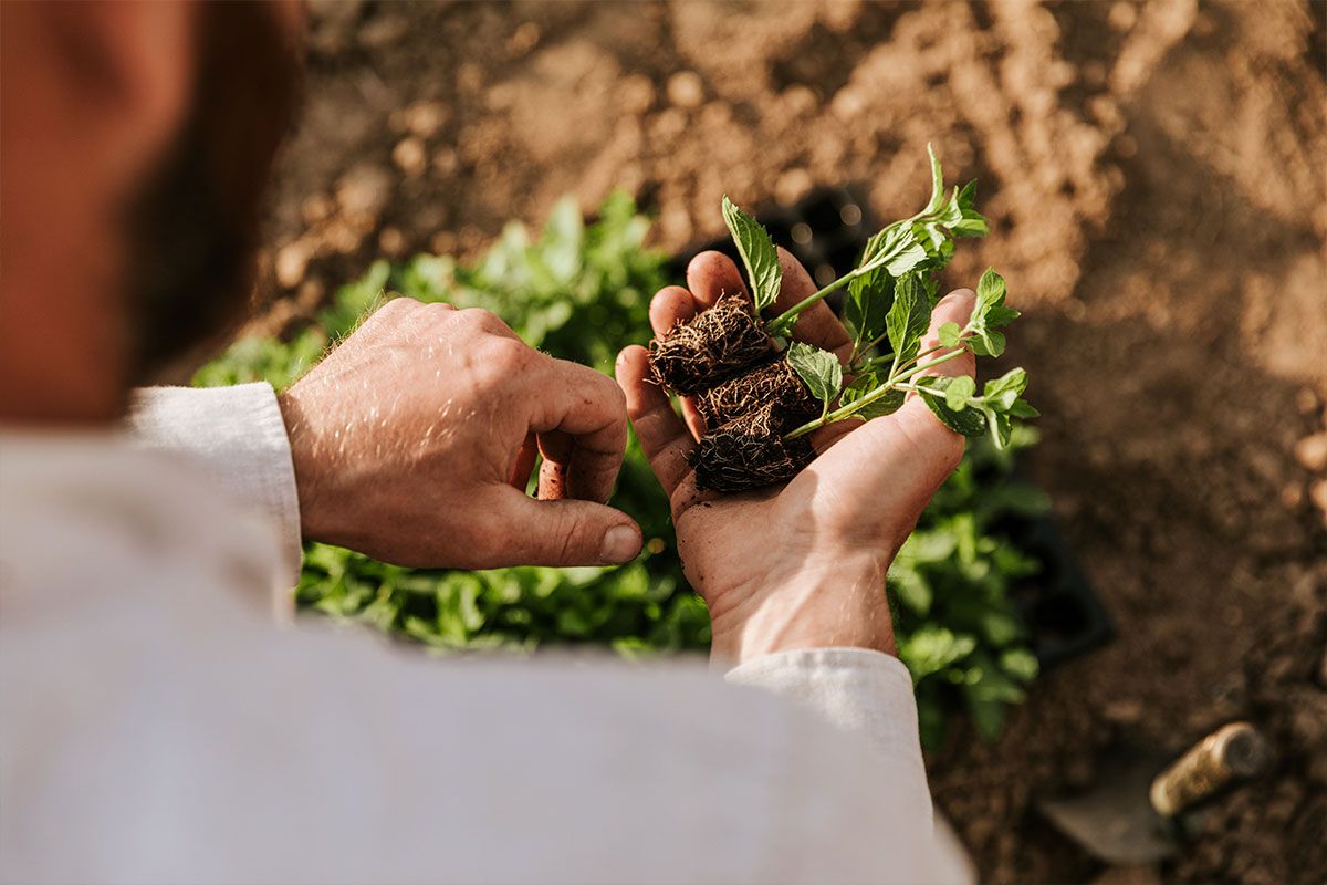 A man has a closer look on a plant