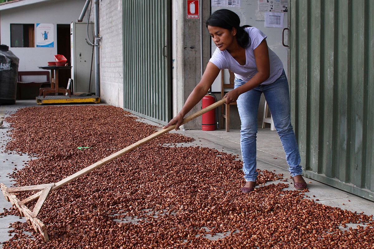 A woman uses a tool to spread coffee beans on the floor to dry