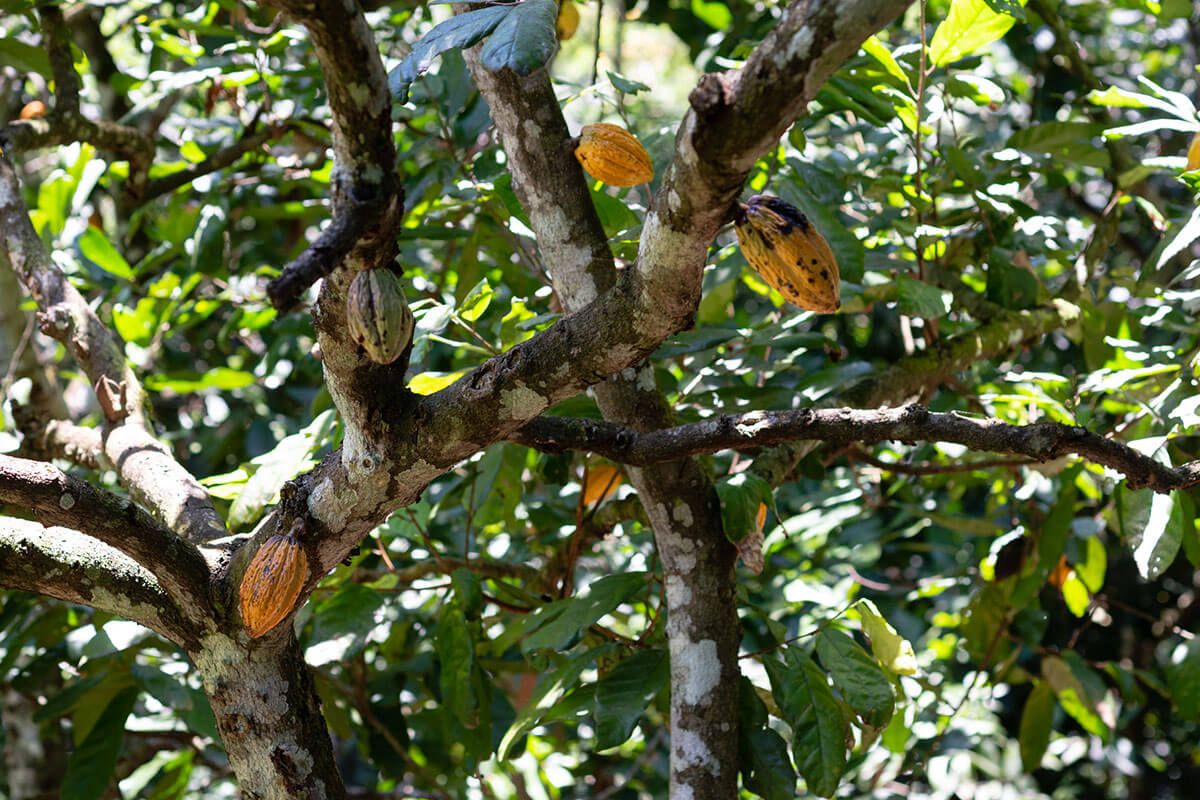 A tree that bears several fruits.