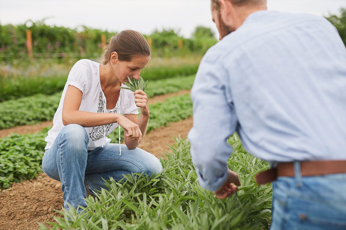 Two people having a look on a plant on a farm