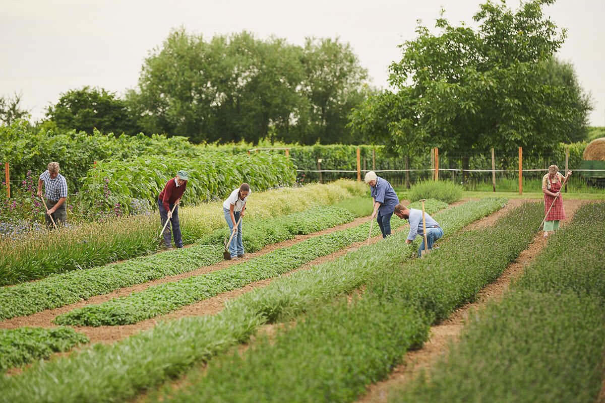 Several people work on a farm