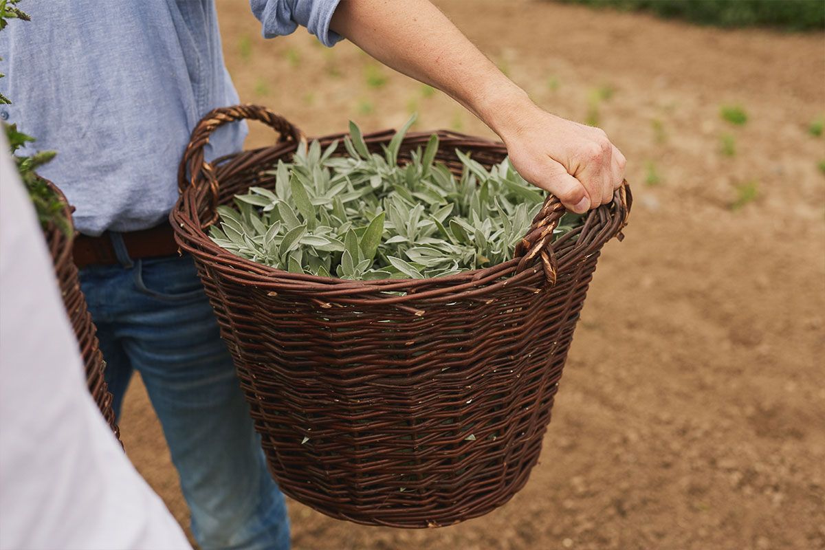 A man carries a basket full of herbs