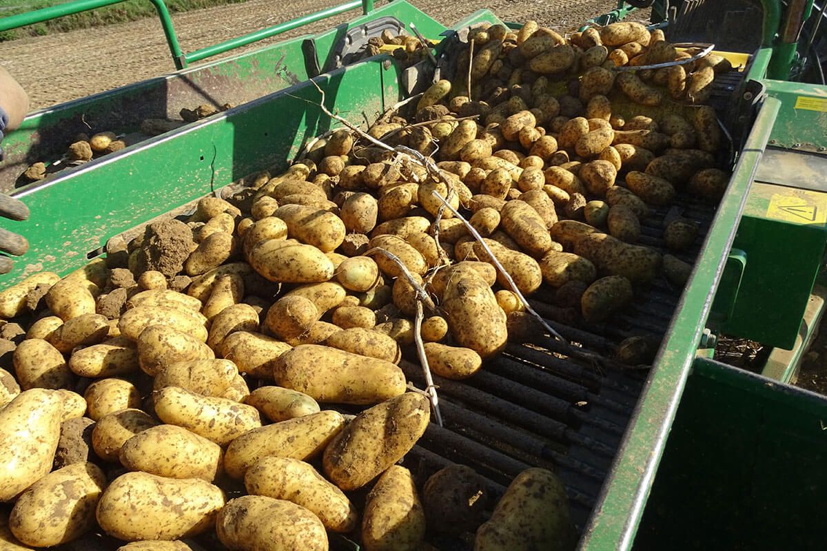 Madeira Potato Harvest at Gut Diepensiepen in Düsseldorf