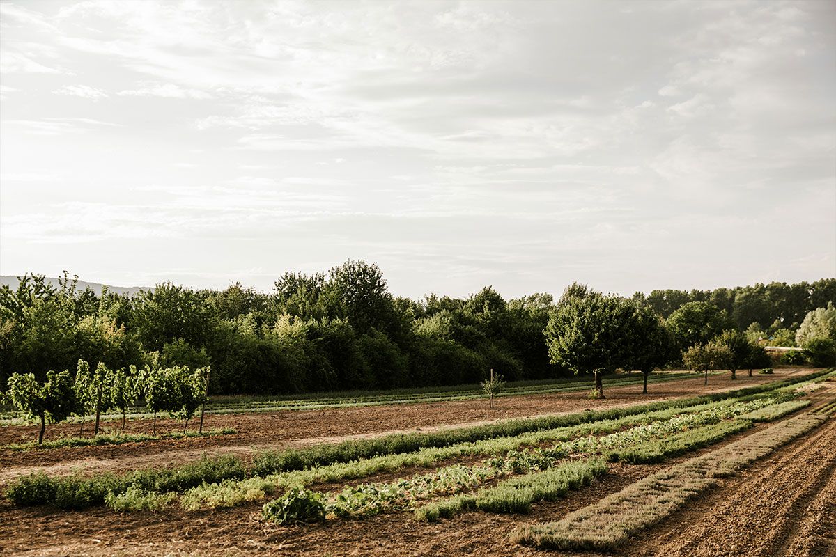 Wide view on a farm.