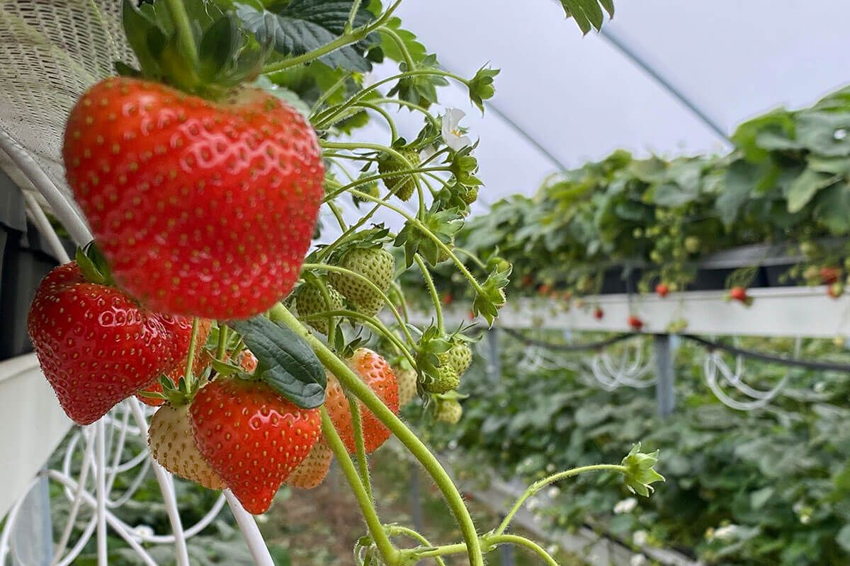 Fresh strawberries grow in the greenhouse