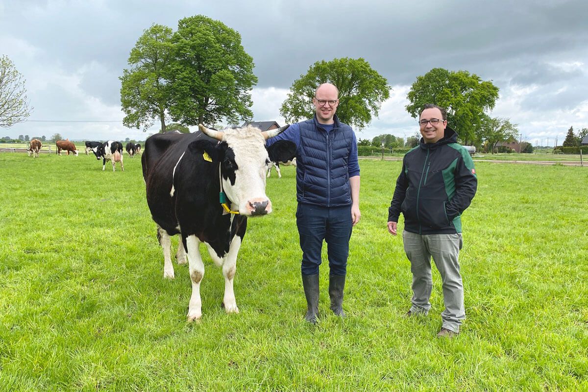 Two men are standing next to a cow on a meadow