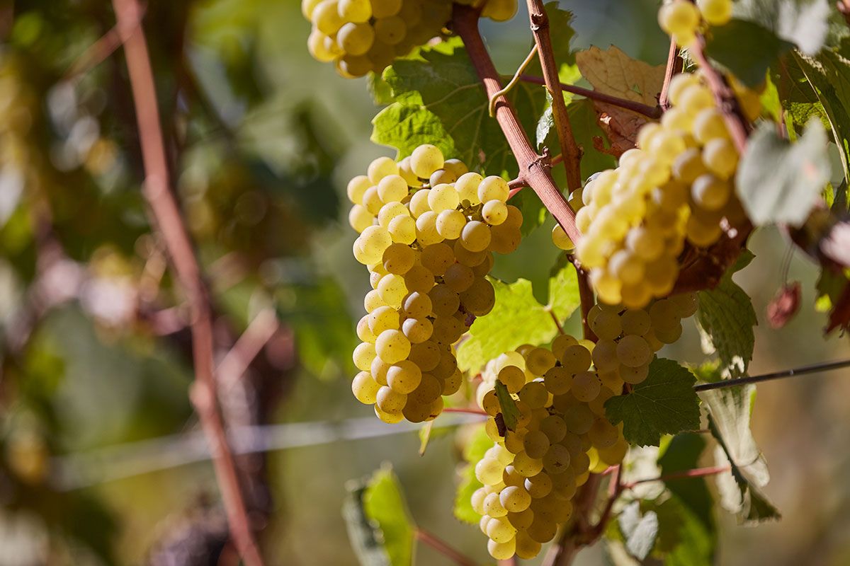 Close up of some grapes on a vineyard.