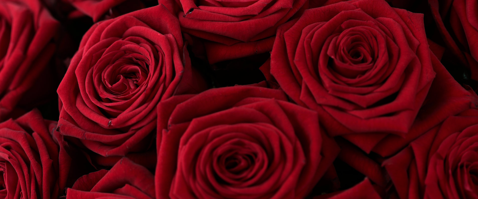 Close-up of a bouquet of red roses.