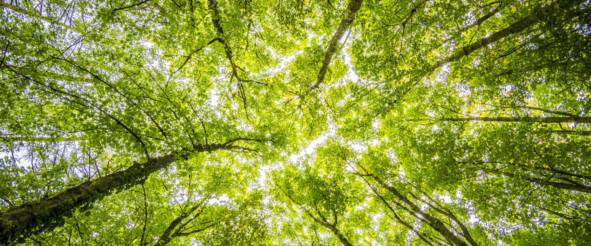 View into the treetops