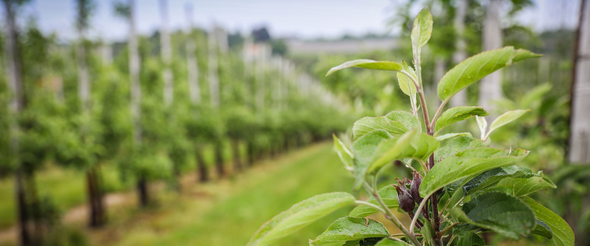 Image of a large plantation